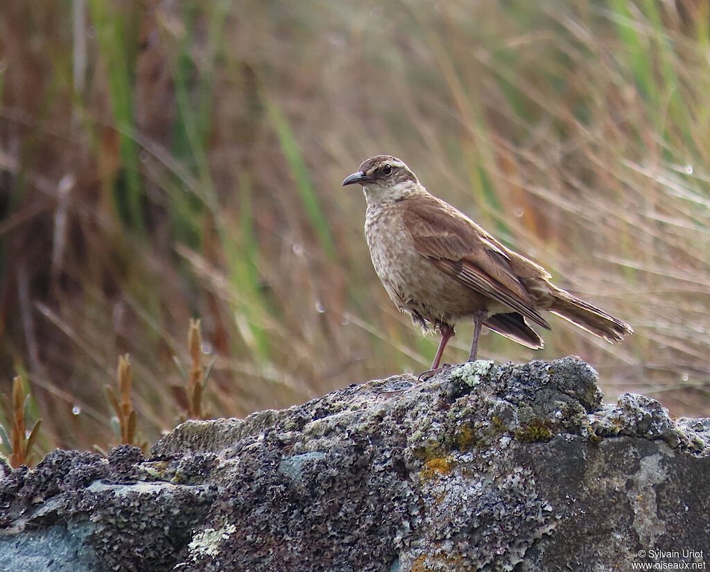 Stout-billed Cinclodesadult