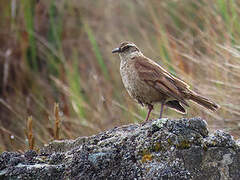 Stout-billed Cinclodes