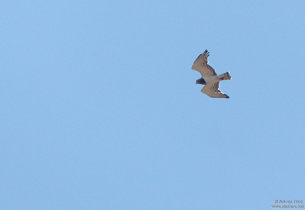 Circaète à poitrine noireadulte