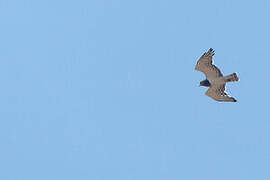 Black-chested Snake Eagle