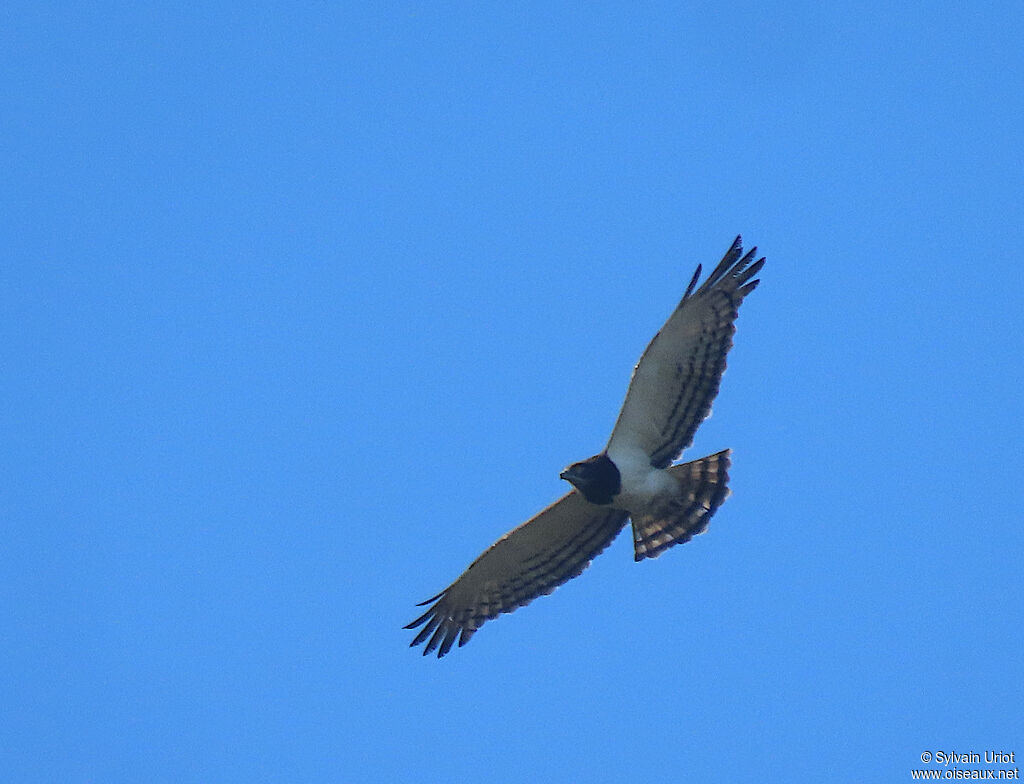 Circaète à poitrine noireadulte