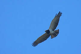 Black-chested Snake Eagle