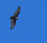 Brown Snake Eagle