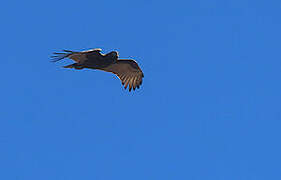 Brown Snake Eagle