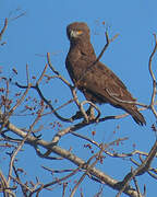 Brown Snake Eagle