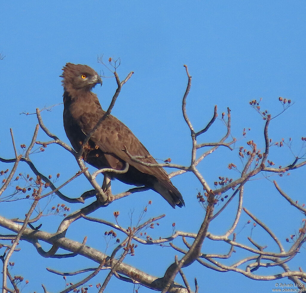 Brown Snake Eagleadult