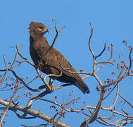 Brown Snake Eagle