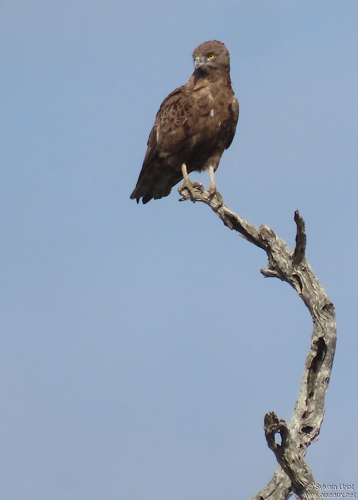 Brown Snake Eagleadult