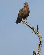 Brown Snake Eagle