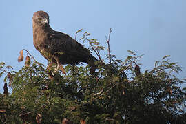 Brown Snake Eagle