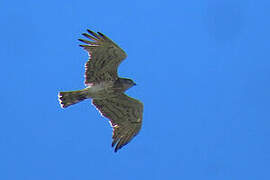 Short-toed Snake Eagle