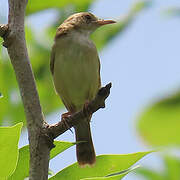 Short-winged Cisticola