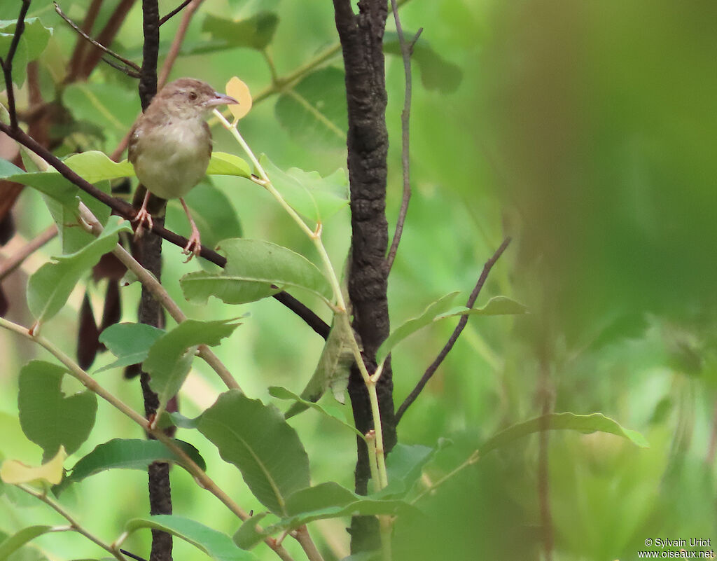 Short-winged Cisticolaadult