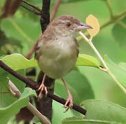 Short-winged Cisticola