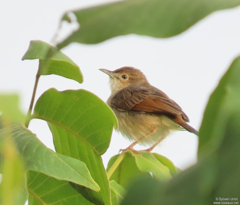 Short-winged Cisticolaadult