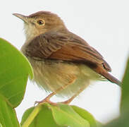 Short-winged Cisticola