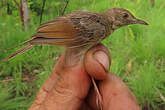 Cisticole à ailes courtes