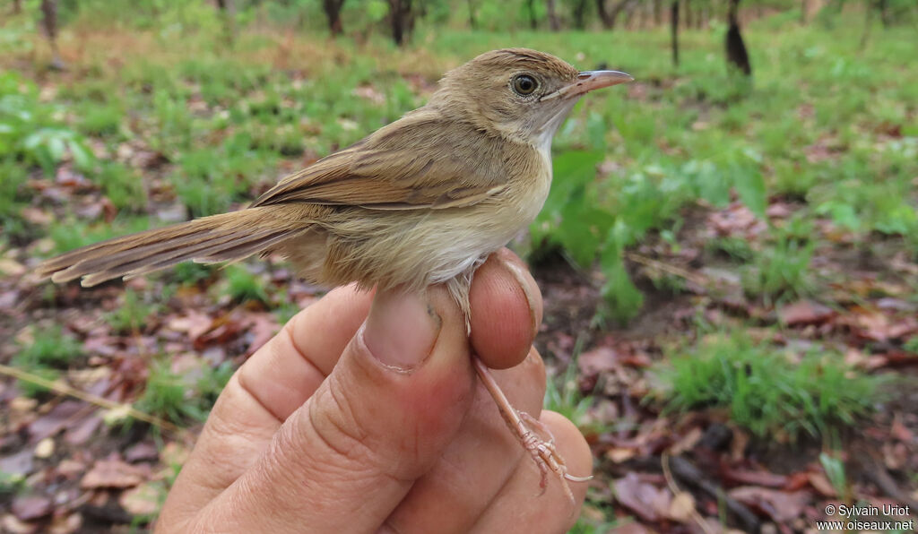 Short-winged Cisticolaadult post breeding