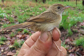 Short-winged Cisticola