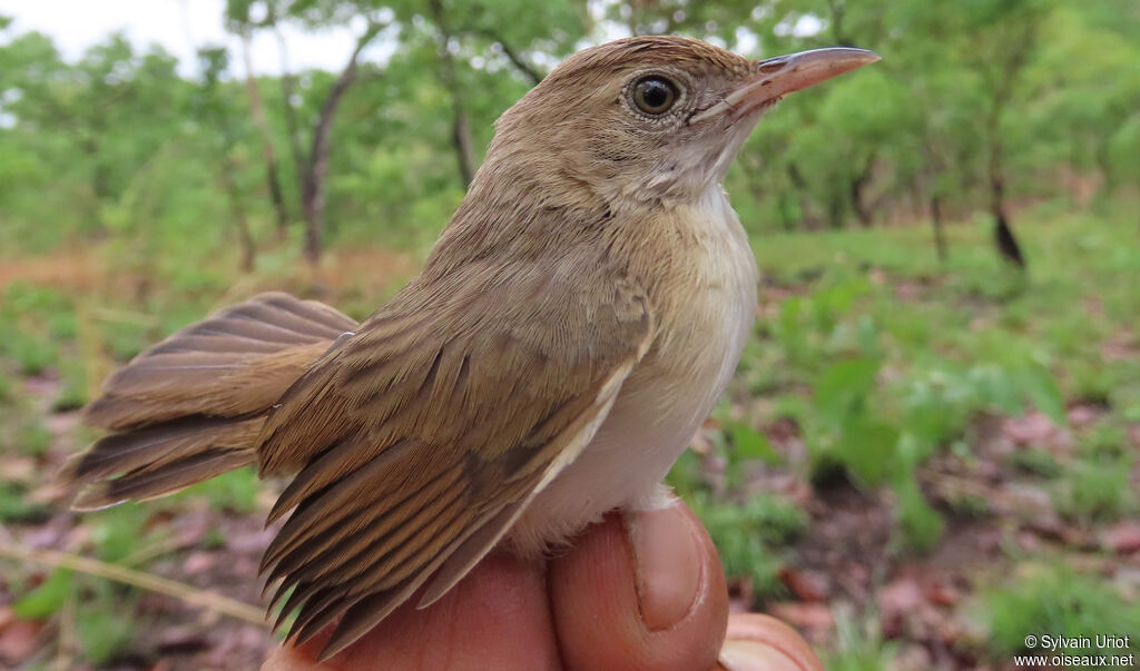 Short-winged Cisticolaadult post breeding