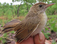 Short-winged Cisticola