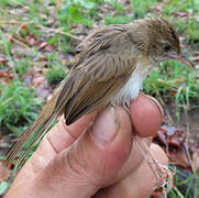 Short-winged Cisticola