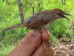 Short-winged Cisticola