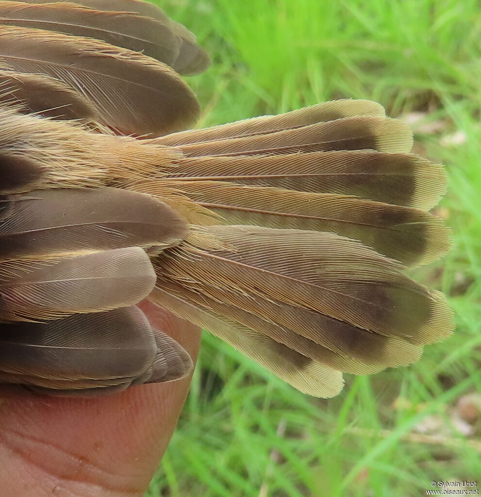 Short-winged Cisticolaadult post breeding