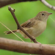 Short-winged Cisticola