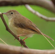 Short-winged Cisticola