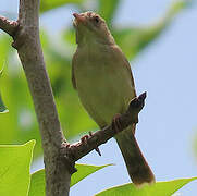 Short-winged Cisticola