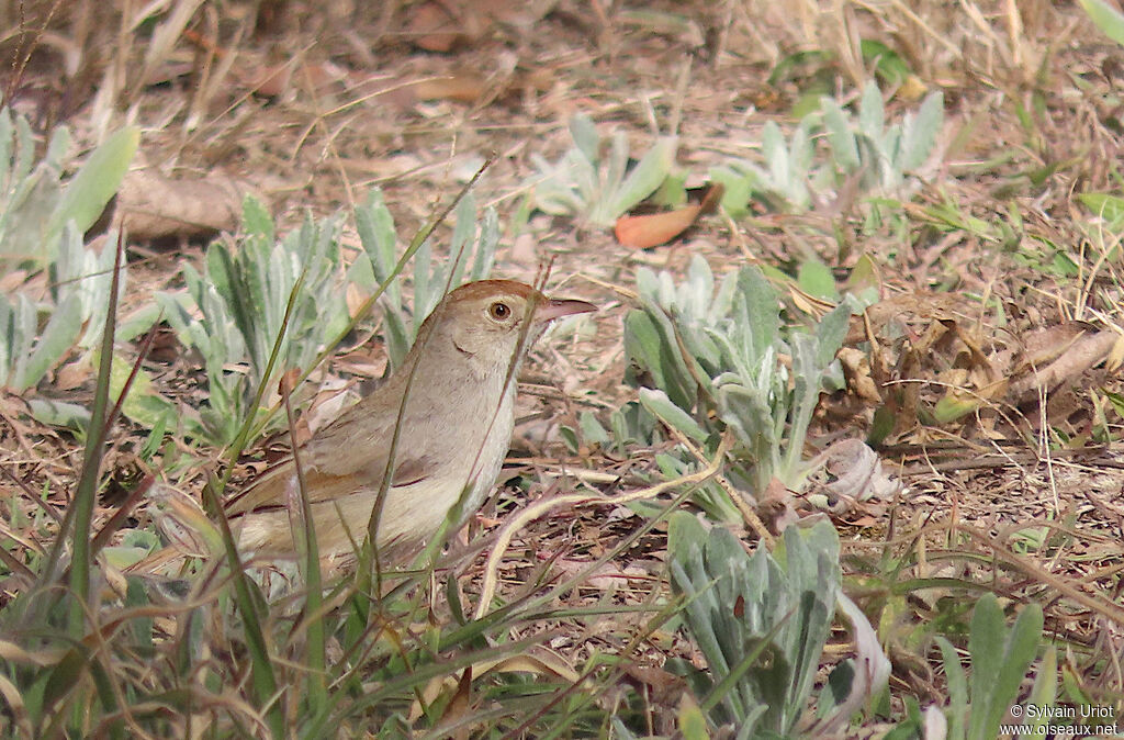 Cisticole à couronne rousseadulte