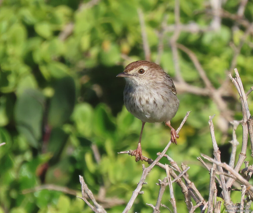 Grey-backed Cisticolaadult