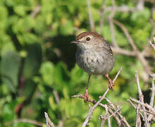 Grey-backed Cisticola