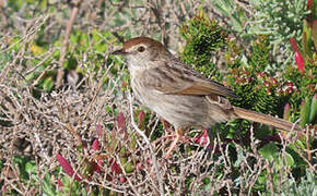 Grey-backed Cisticola