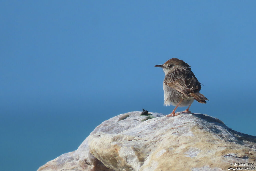 Grey-backed Cisticolaadult