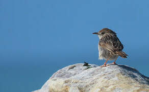 Grey-backed Cisticola