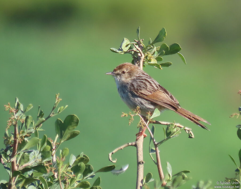 Grey-backed Cisticolaadult