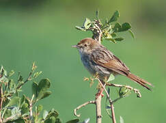 Grey-backed Cisticola