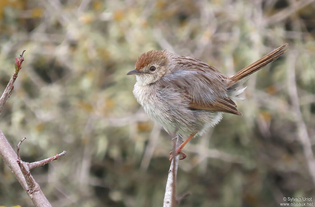 Grey-backed Cisticolaadult