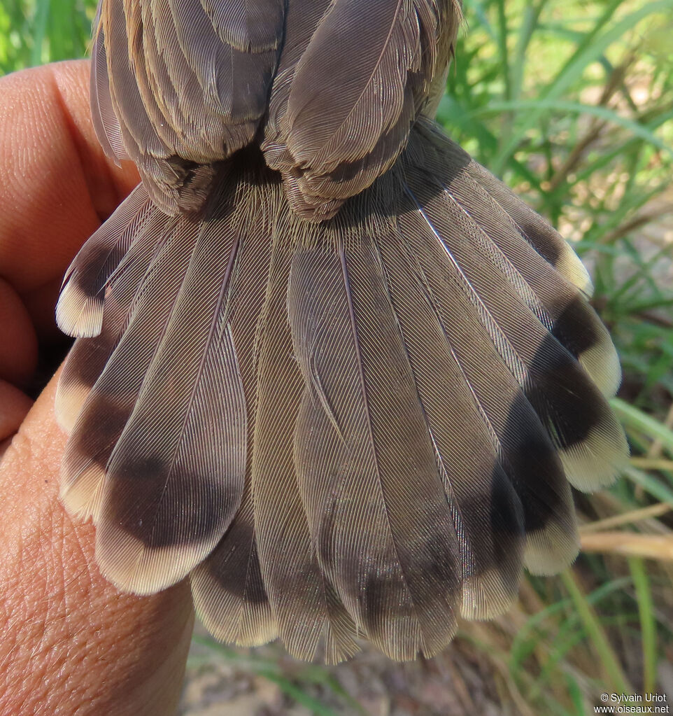 Red-faced Cisticolaadult