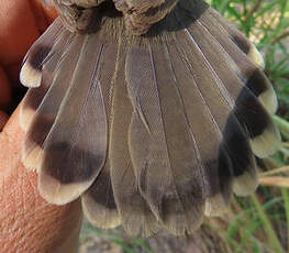 Cisticole à face rousse