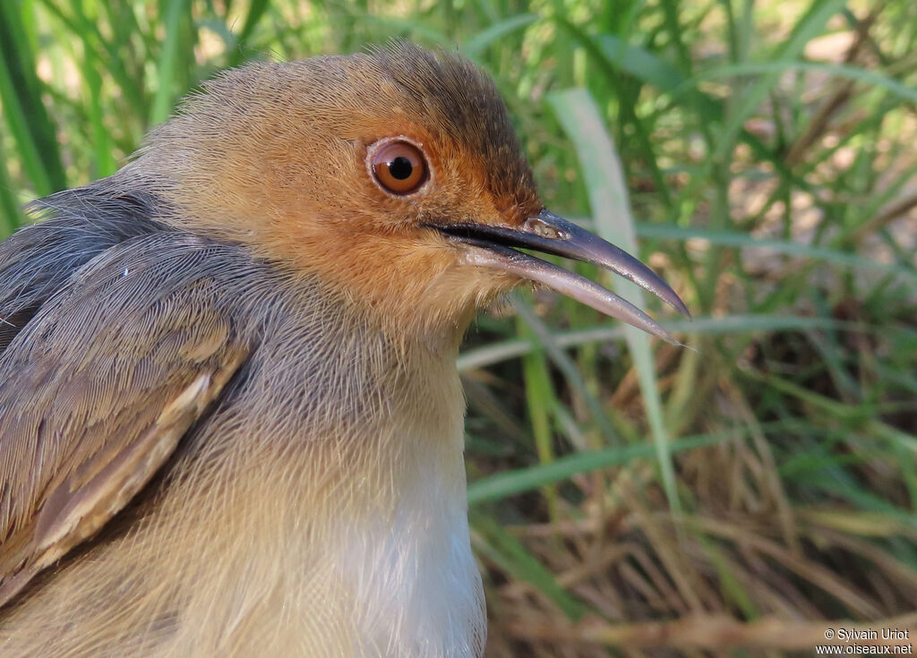 Red-faced Cisticolaadult
