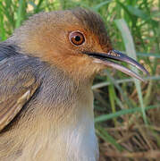 Red-faced Cisticola