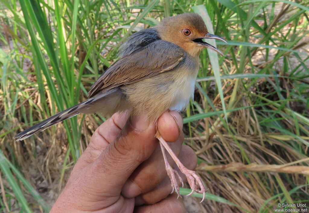 Red-faced Cisticolaadult