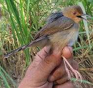 Red-faced Cisticola