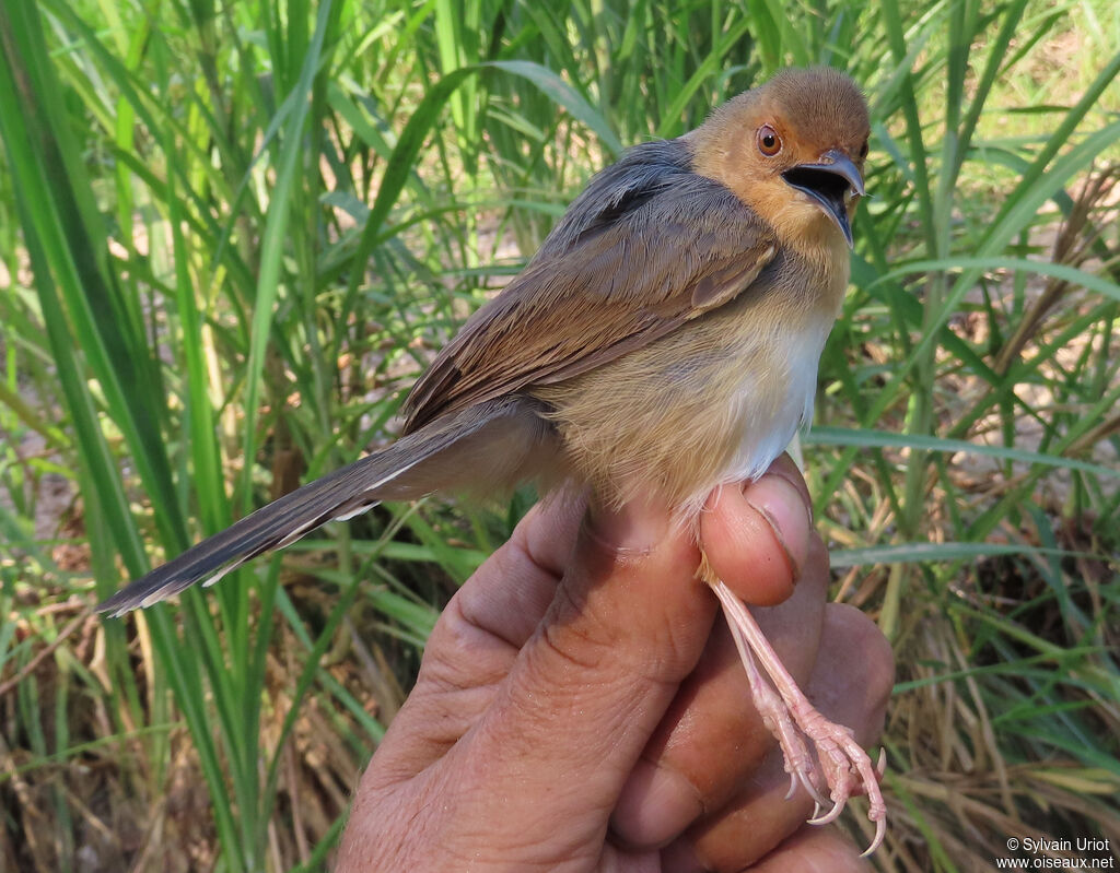 Red-faced Cisticolaadult