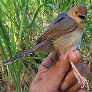 Red-faced Cisticola