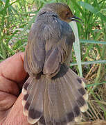 Red-faced Cisticola