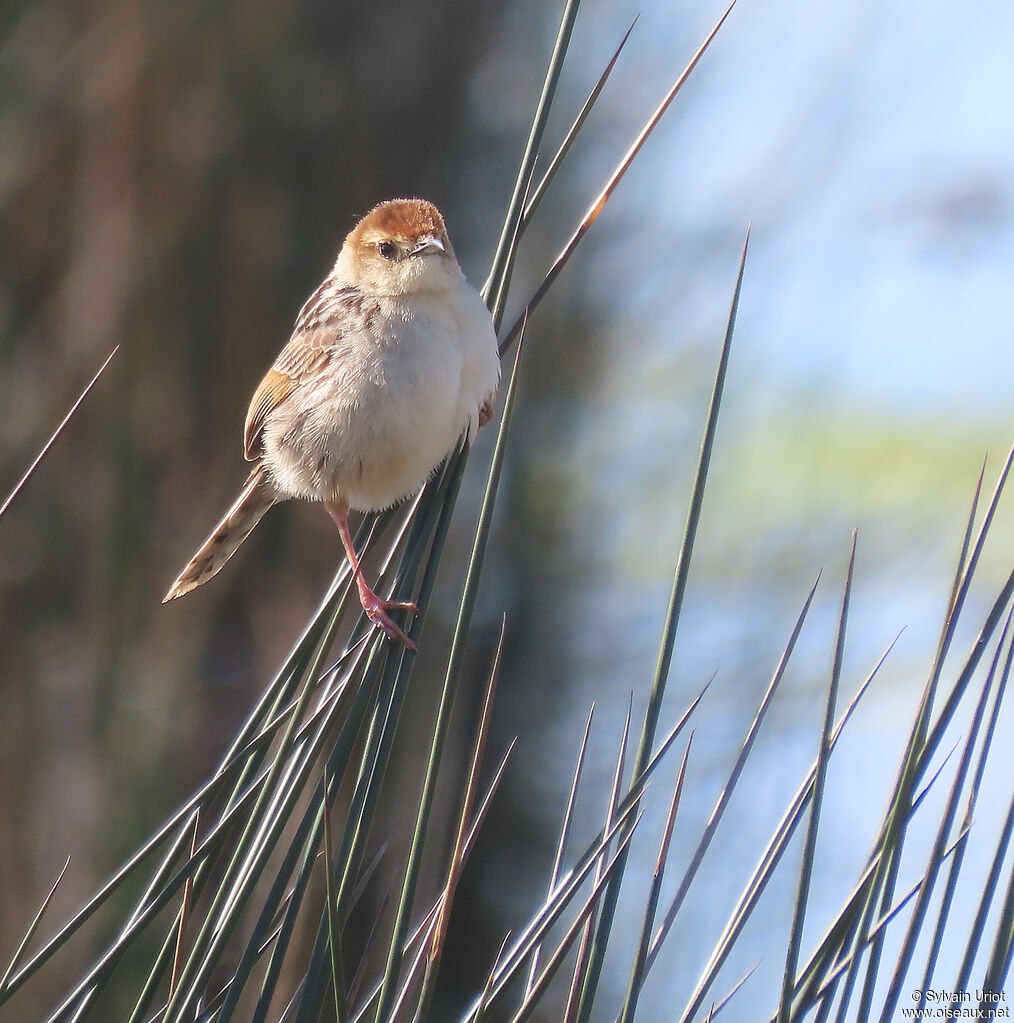 Levaillant's Cisticolaadult